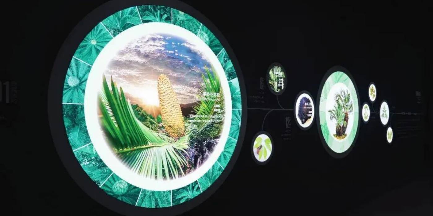 攀枝花苏铁自然遗产保护展示馆：探秘亿年“植物活化石”-攀枝花苏铁