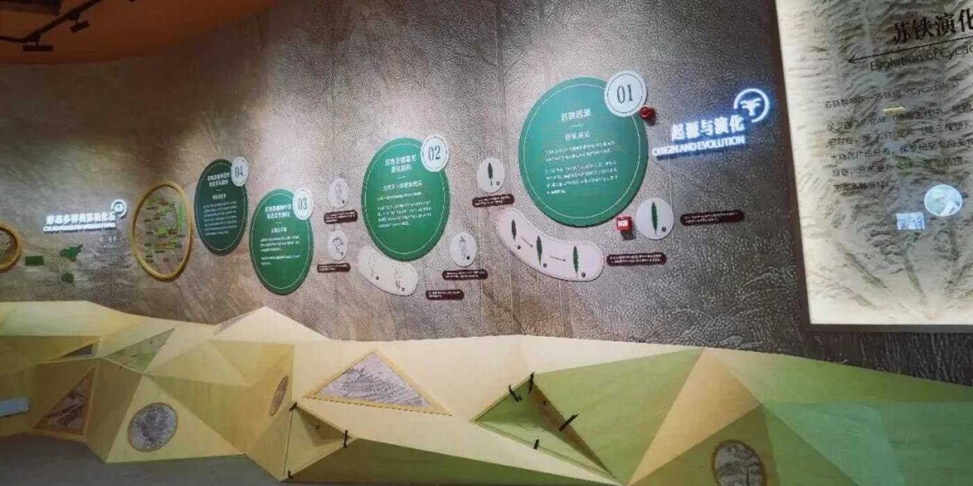 攀枝花苏铁自然遗产保护展示馆：探秘亿年“植物活化石”-攀枝花苏铁