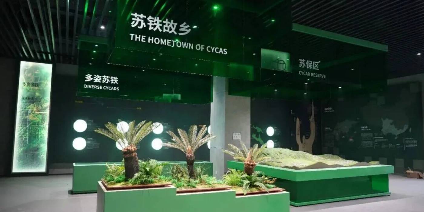 攀枝花苏铁自然遗产保护展示馆：探秘亿年“植物活化石”-攀枝花苏铁